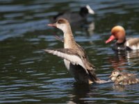 0001 (Kolbenente W mit Pulli)